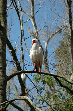 Imagem de Eudocimus albus (Linnaeus 1758)