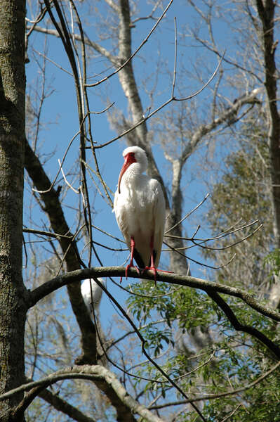 Imagem de Eudocimus albus (Linnaeus 1758)