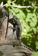 Image de Sceloporus clarkii Baird & Girard 1852