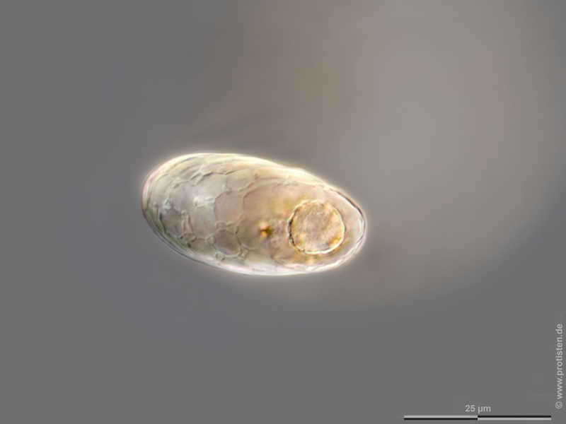 Image of Trinematidae