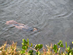 Image of anhingas and darters