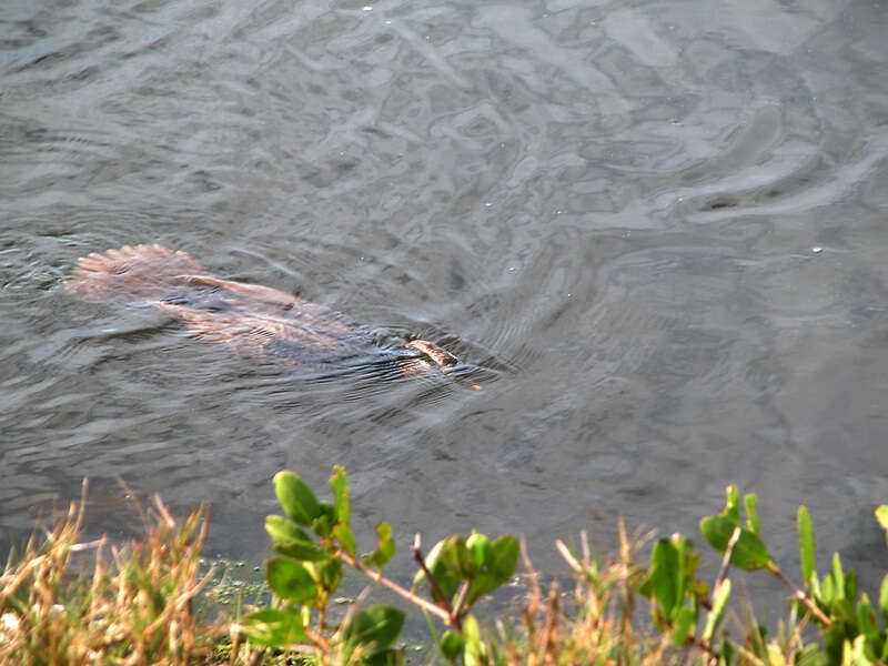 Image of anhingas and darters