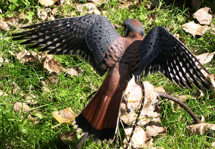 Image of American Kestrel