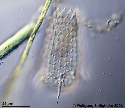 Image of Euglypha acanthophora