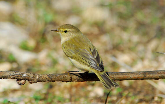 Image of Common Chiffchaff