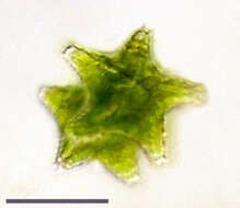 Image of Staurastrum margaritaceum