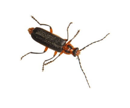 Image of soldier beetles