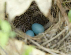 Image of Hermit Thrush