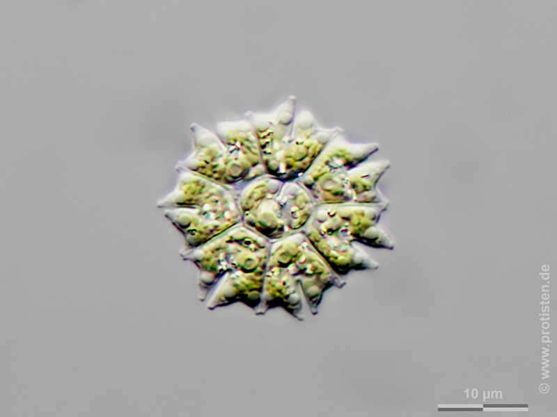 Image of Stauridium