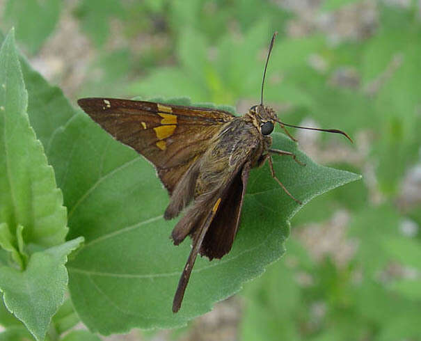 Image of Silver-spotted Skipper