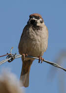 Image of Eurasian Tree Sparrow