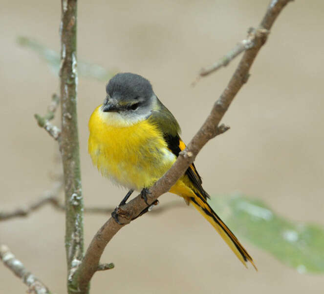 Image of Grey-chinned Minivet