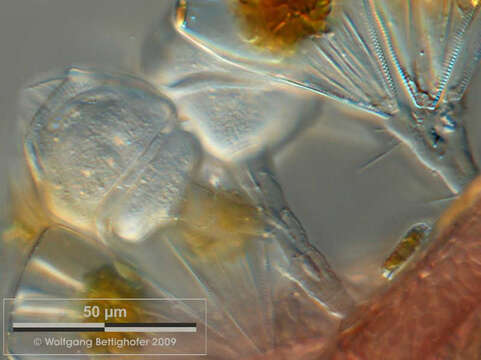 Carchesium Ehrenberg 1831 resmi