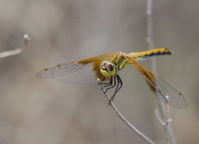Image of Band-winged Meadowhawk