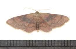 Image of Red-Bordered Wave Moth