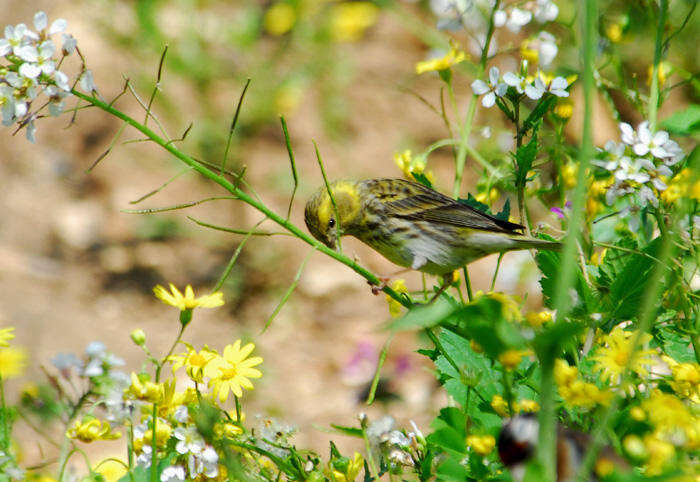 Image of serin, european serin