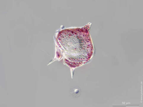 Protoperidinium depressum的圖片