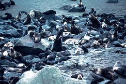 Image of fur seal