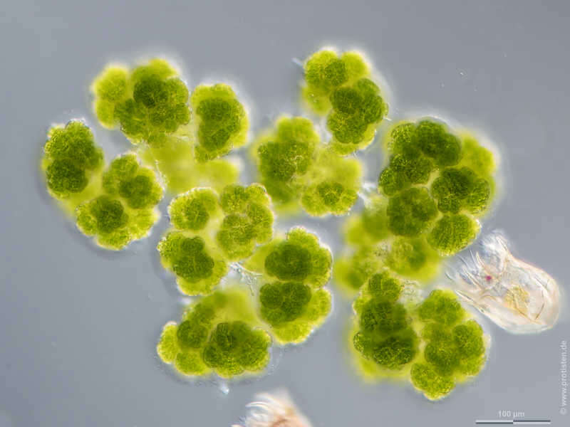 Image de Botryosphaerella