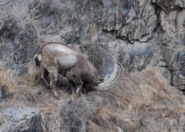 Image of Asiatic Ibex