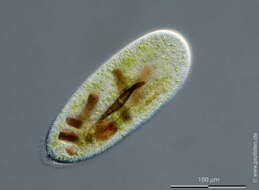 Image of Frontonia leucas