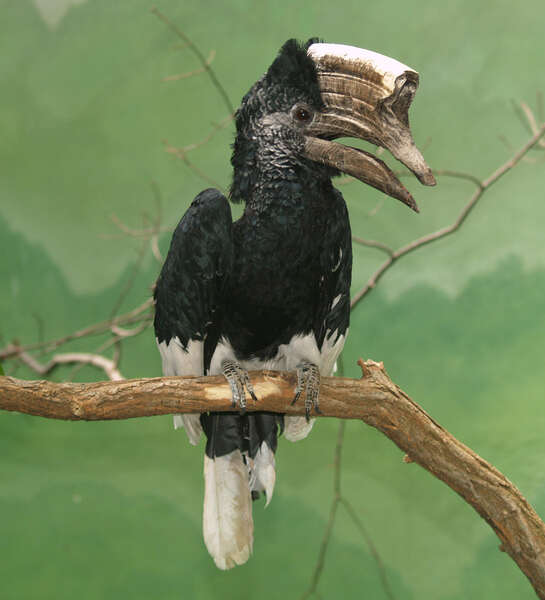 Image of Black-and-white Casqued Hornbill
