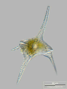 Image of Ceratium hirundinella