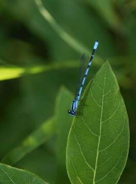 Image of Hagen's Bluet