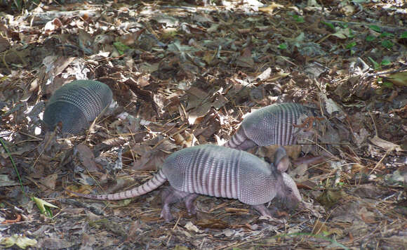 Image of Nine-banded or Greater Long-nosed Armadillo