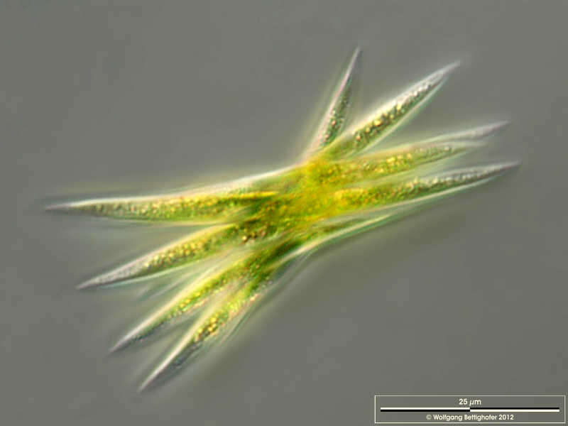 Image of Ankistrodesmus falcatus