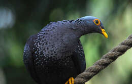 Image of African Olive Pigeon