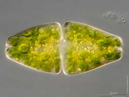 Слика од Euastrum ansatum var. rhomboidale