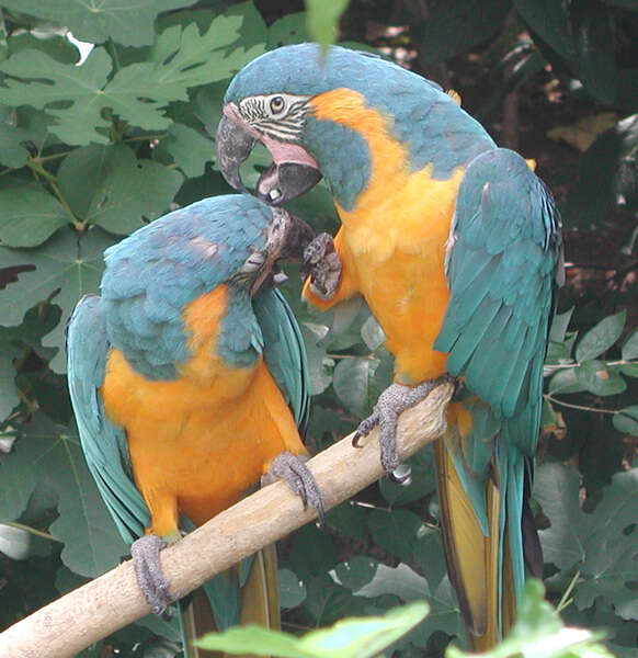 Image of Blue-throated Macaw