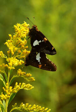 Image of Silver-spotted Skipper