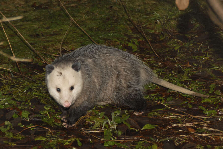 Image of Virginia Opossum