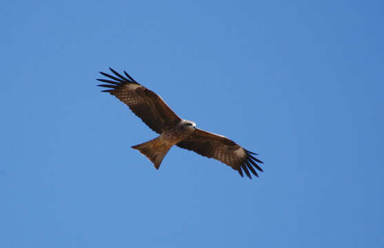 Image of Black Kite