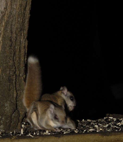 Image of Mexican Flying Squirrel