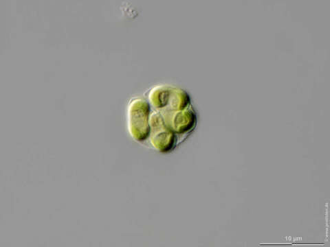 Nephrochlamys rostrata Nygaard, Komárek, J. Kristiansen & O. M. Skulberg 1986的圖片