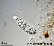 Image de Achromatium oxaliferum