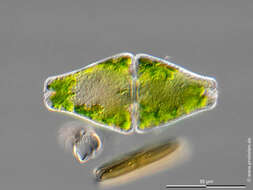 Image de Euastrum ansatum var. rhomboidale