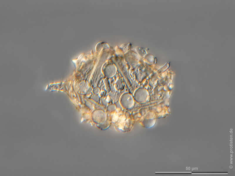 Image of Difflugia elegans Penard 1890