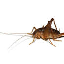 Image of house cricket