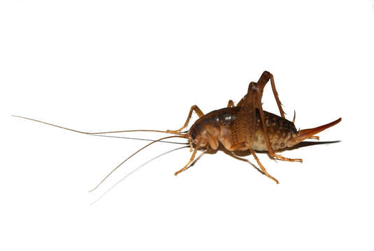 Image of house cricket