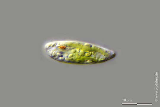 Image de Euglena Ehrenberg 1830