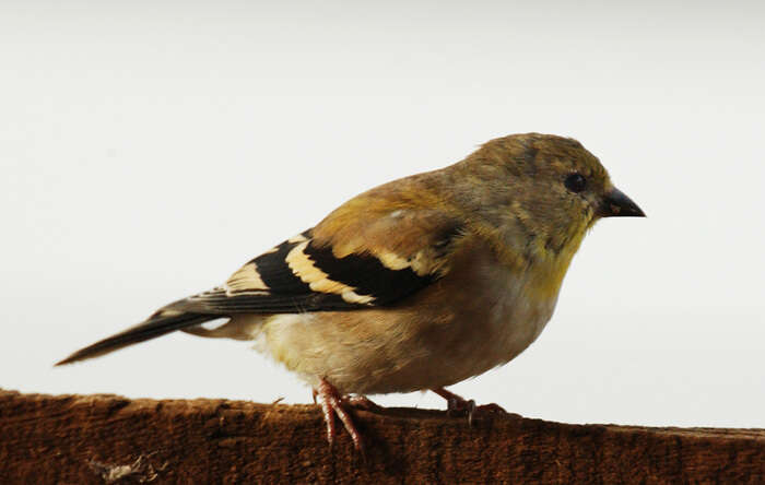 Image of Carduelis tristis