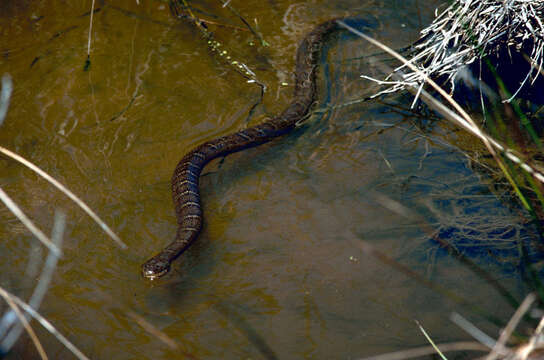 Image of Lake Erie Water Snake