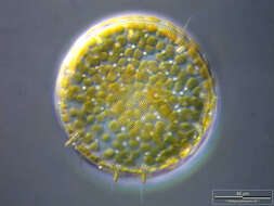 Image of Diatom
