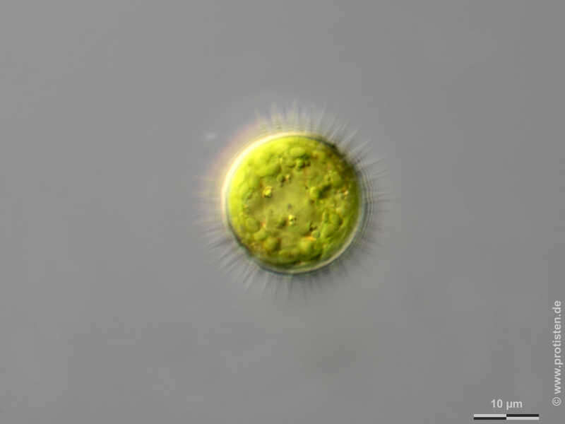 Image of Glochiococcus G. B. De Toni 1888