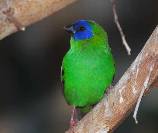 Image of Blue-faced Parrot-Finch