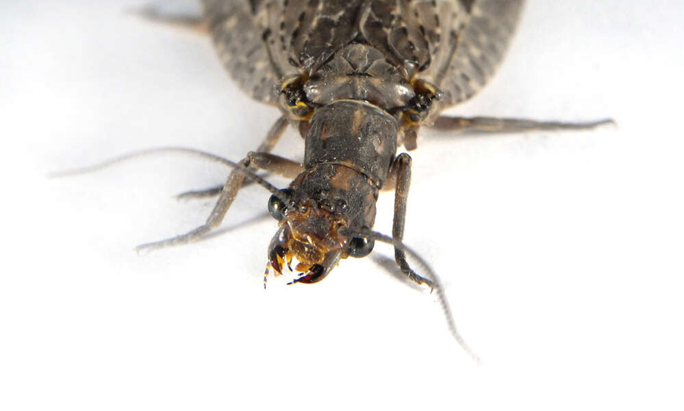 Image of Summer Fishfly